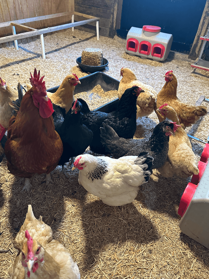 Animal bedding gallery image 10