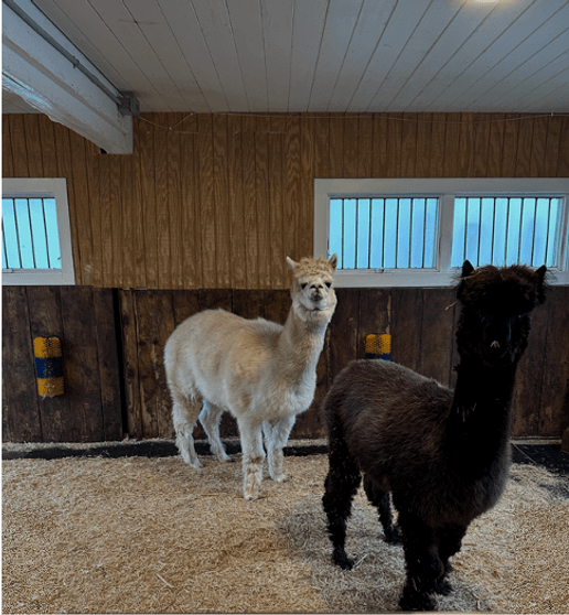 Animal bedding gallery image 5