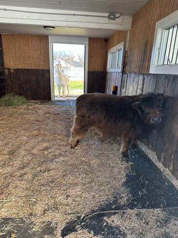 Animal bedding gallery image 8
