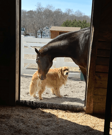 Horse stall with Silversoft miscanthus bedding