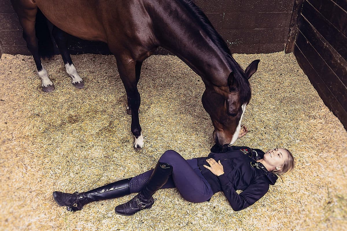 Horse in stable with SilverSoft miscanthus bedding
